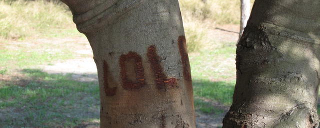 Arbre de Gav&agrave; Mar que ha sofert el pas dels inc&iacute;vics (25 octubre 2008)